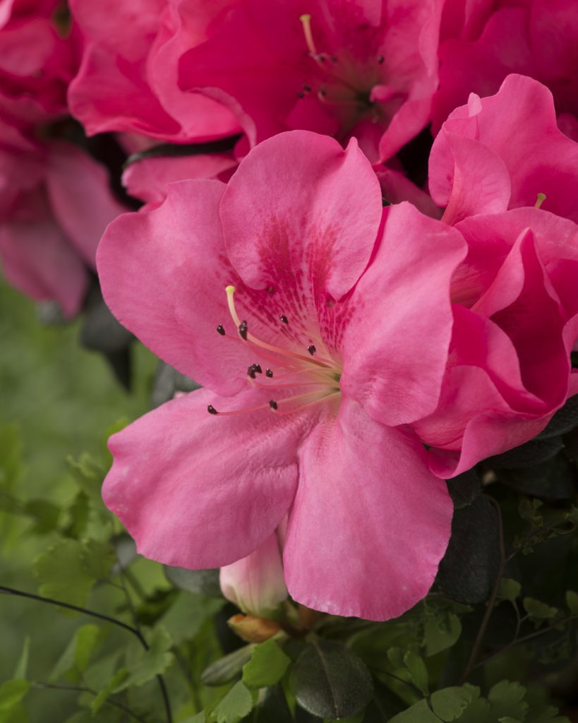 Azaleen (DE) – Rannacher Gartenbau